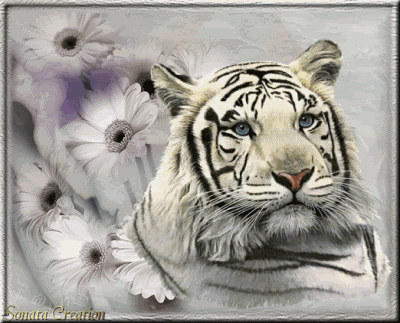 Открытки с белым тигром скачать. Открытки с белым тигром бесплатно.