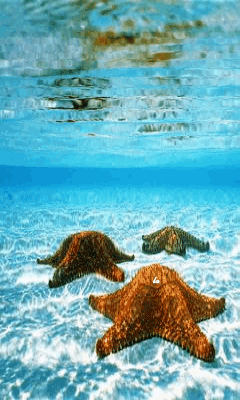 Открытки с морскими звездами анимационные. Открытки с морскими звездами gif.