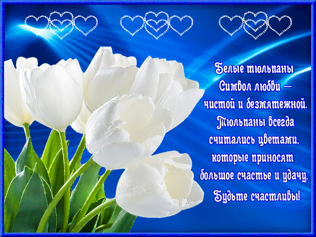Открытки с белыми тюльпанами gif. Открытки с белыми тюльпанами скачать.