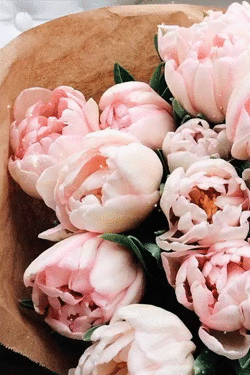 Открытки с розовыми пионами скачать бесплатно. Открытки с розовыми пионами он...