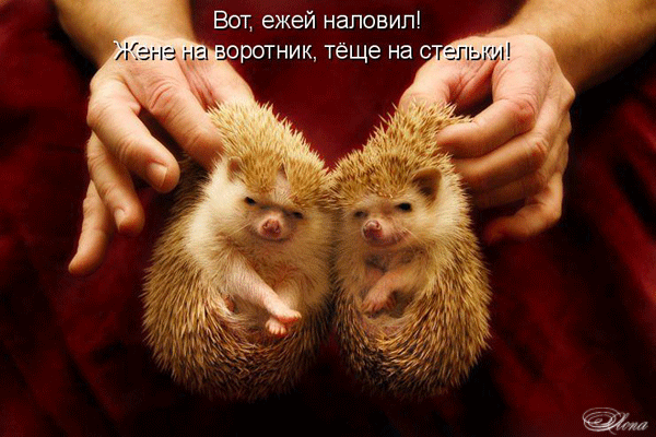 Скачать бесплатно открытки с ёжиками. Открытки с ёжиками gif.