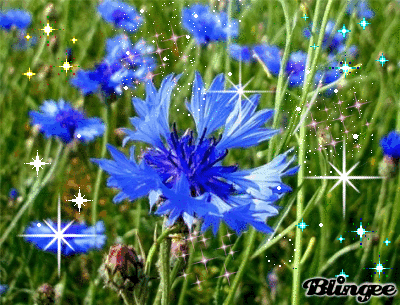 Открытки с васильковым полем скачать бесплатно. Открытки с васильковым полем ...