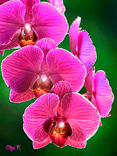 Открытки с розовыми орхидеями скачать бесплатно. Открытки с розовыми орхидеям...