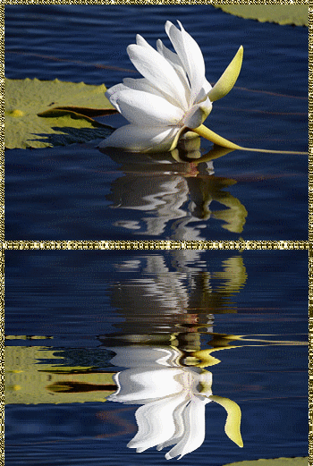 Открытки с водяными лилиями скачать бесплатно. Открытки с водяными лилиями он...