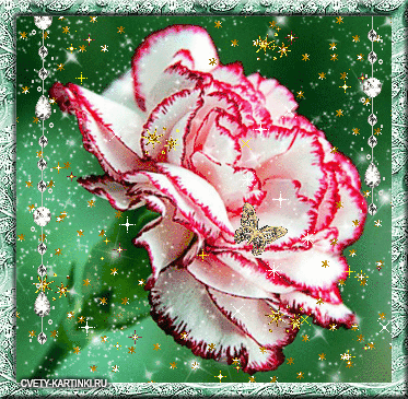 Открытки с гвоздиками скачать. Открытки с гвоздиками онлайн.