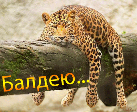 Открытки с леопардом скачать. Открытки с леопардом бесплатно.