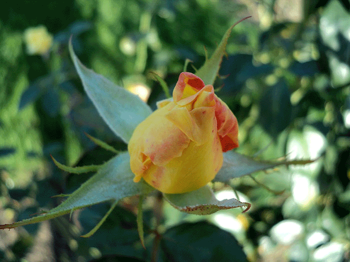 Открытки с распускающимися розами скачать бесплатно gif.      