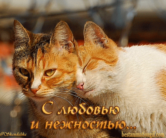 Открытки с кошками скачать бесплатно. Анимационные открытки с кошками.