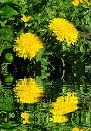 Открытки с желтыми одуванчиками скачать бесплатно. Открытки с желтыми одуванч...