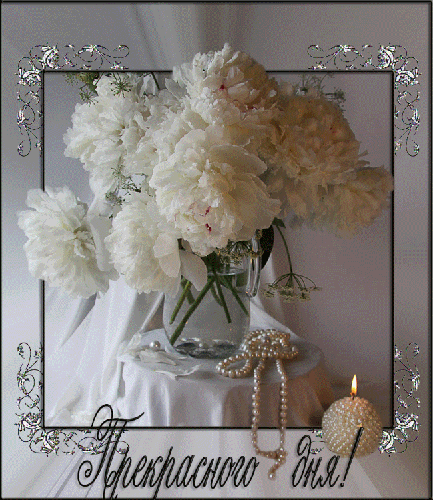 Открытки с белыми пионами скачать. Открытки с белыми пионами анимационные.