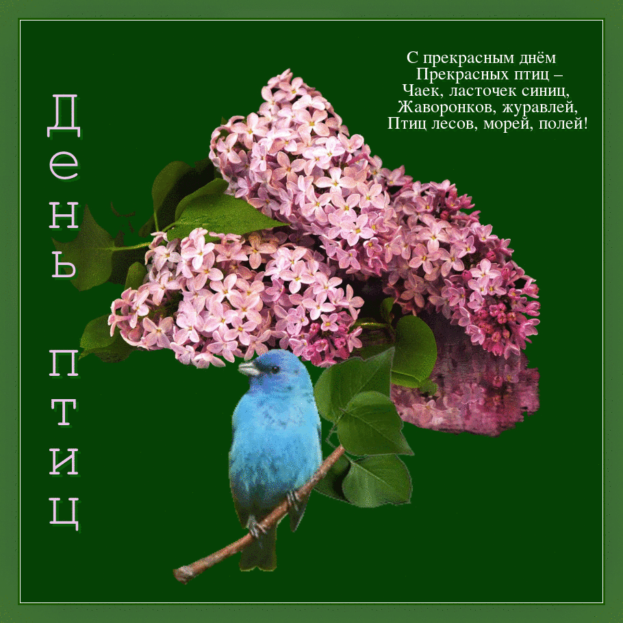 Открытки с днём птиц скачать бесплатно. Открытки с днём птиц с анимациями.