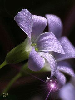 Открытки с росой на цветах скачать. Открытки с росой на цветах бесплатно.