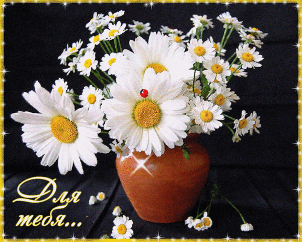 Открытки с букетом ромашек скачать бесплатно. Открытки с букетом ромашек онлайн.