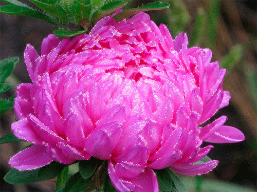 Открытки с астрами скачать бесплатно. Открытки с астрами онлайн.