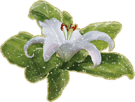 Открытки с белой лилией скачать бесплатно. Открытки с белой лилией gif.