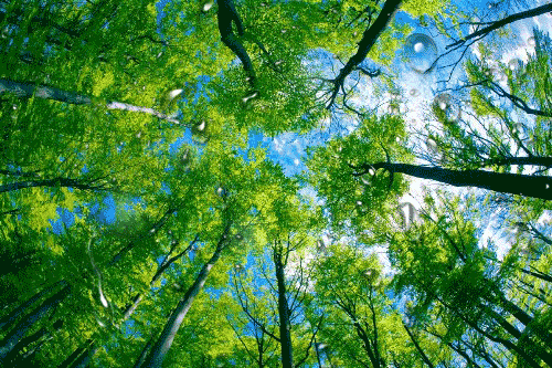 Открытки с весенним лесом скачать бесплатно. Открытки с весенним лесом онлайн.