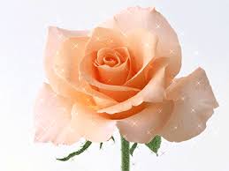 Открытки с чайной розой скачать бесплатно. Открытки с чайной розой онлайн.