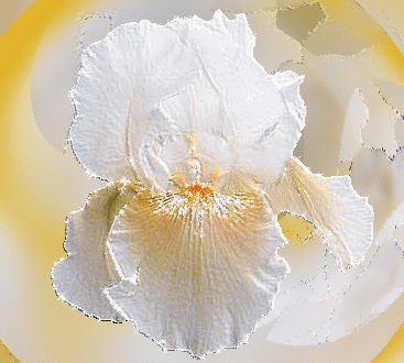 Открытки с ирисами скачать. Открытки с ирисами бесплатно онлайн.