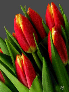 Открытки с красными тюльпанами скачать. Открытки с красными тюльпанами с аним...