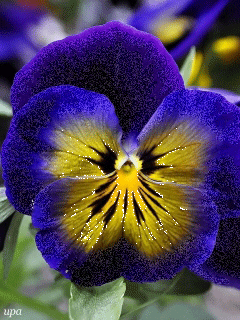 Открытки с разноцветными анютиными глазками скачать бесплатно.