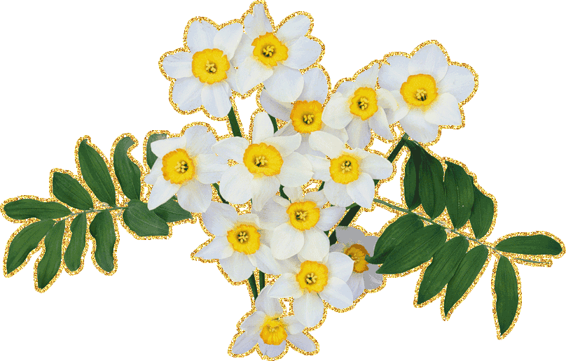 Открытки с букетом нарциссов анимационные. Открытки с букетом нарциссов gif.