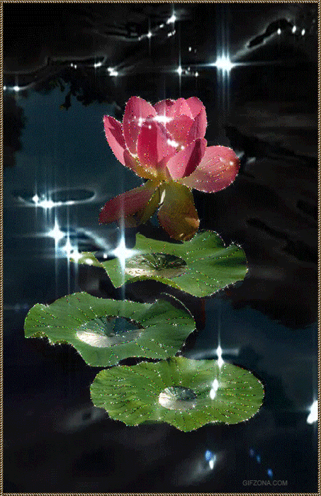 Открытки с водяными лилиями скачать бесплатно. Открытки с водяными лилиями он...