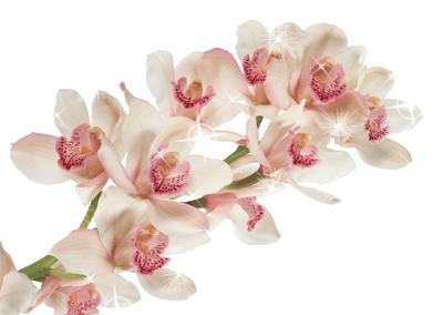 Открытки с белыми орхидеями скачать. Открытки с белыми орхидеями бесплатно он...