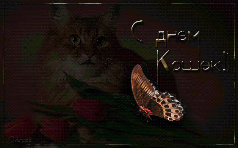 Скачать красивые анимационные Открытки ко дню кошек бесплатно.