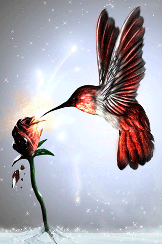 Открытки с колибри скачать бесплатно. Открытки с колибри онлайн.