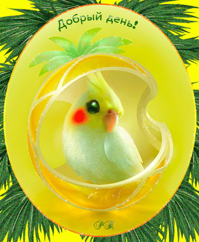 Открытки с попугаями скачать. Открытки с попугаями бесплатно.