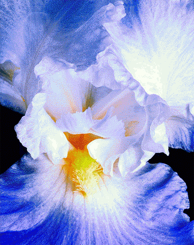 Открытки с ирисами скачать. Открытки с ирисами бесплатно онлайн.