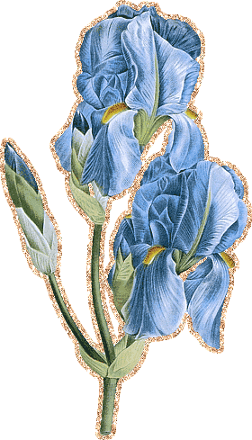 Открытки с ирисами скачать. Открытки с ирисами бесплатно онлайн.