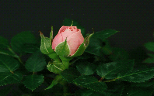 Открытки с распускающимися розами скачать бесплатно gif.      