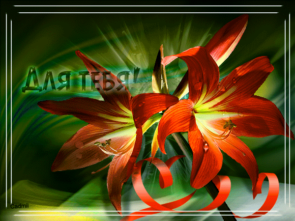 Открытки с лилейниками анимационные. Открытки с лилейниками gif.