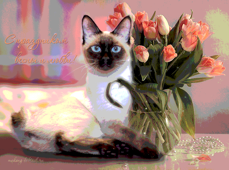 Открытки с кошками скачать бесплатно. Анимационные открытки с кошками.
