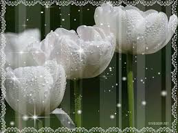 Открытки с белыми тюльпанами gif. Открытки с белыми тюльпанами скачать.