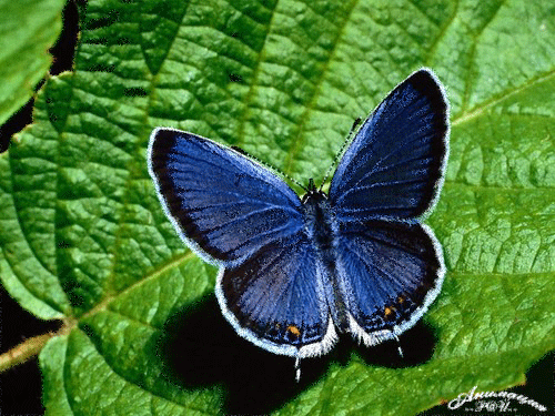 Открытки с бабочками с анимациями. Открытки с бабочками gif.