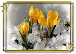Открытки с крокусами скачать бесплатно. Открытки с крокусами онлайн.