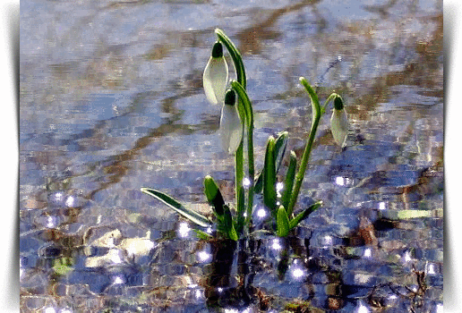 Открытки с подснежниками скачать бесплатно. Открытки с подснежниками gif.