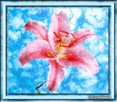 Открытки с розовыми лилиями скачать бесплатно. Открытки с розовыми лилиями ан...