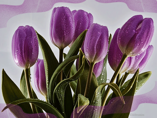Открытки с фиолетовыми тюльпанами скачать бесплатно. Открытки с фиолетовыми т...