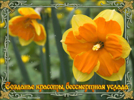 Открытки с желтыми нарциссами скачать бесплатно. Открытки с желтыми нарциссам...