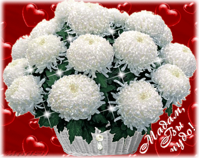 Открытки с белыми хризантемами анимационные. Открытки с белыми хризантемами gif.