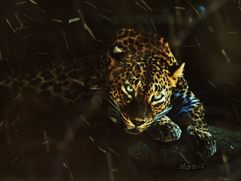 Открытки с леопардом скачать. Открытки с леопардом бесплатно.