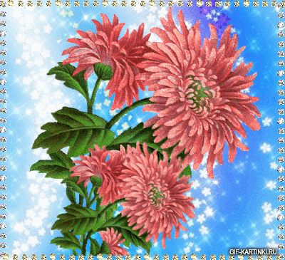 Открытки с астрами скачать бесплатно. Открытки с астрами онлайн.