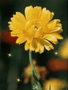 Открытки с календулой скачать бесплатно. Открытки с календулой онлайн.