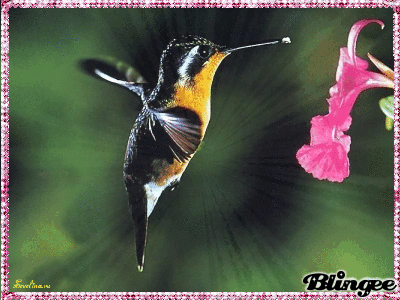 Открытки с колибри скачать бесплатно. Открытки с колибри онлайн.