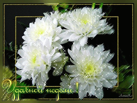 Открытки с белыми хризантемами анимационные. Открытки с белыми хризантемами gif.