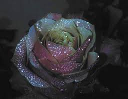 Открытки с росой на цветах скачать. Открытки с росой на цветах бесплатно.