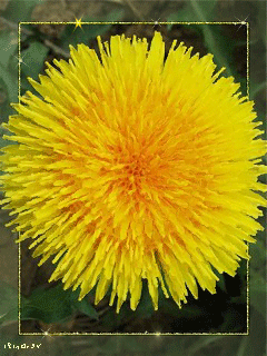 Открытки с желтыми одуванчиками скачать бесплатно. Открытки с желтыми одуванч...